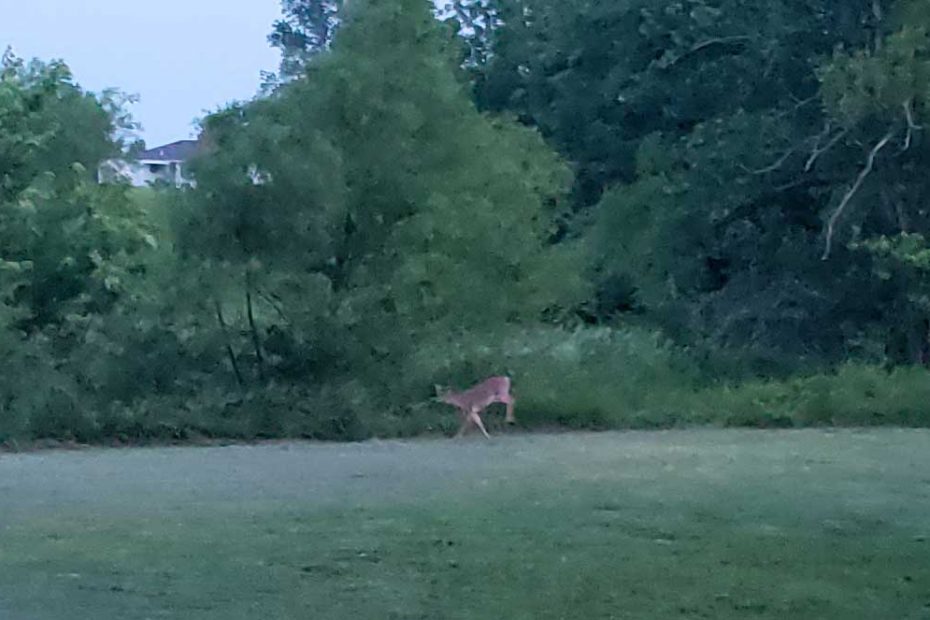 deer hunting missouri