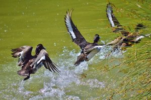 Duck Hunting Missouri